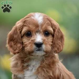 Joyce, Cavapoo Puppy